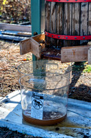 _CHE0800-DxO_DeepPRIME XD3-Edit