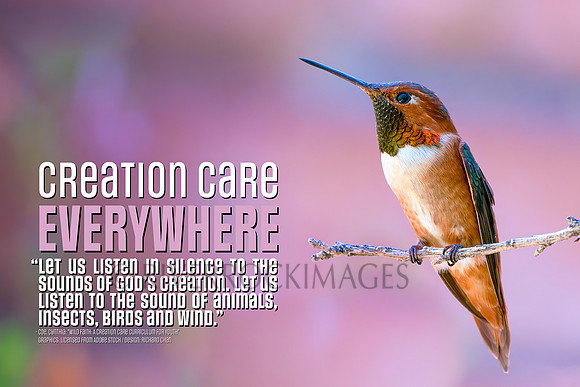 Creation Care - HUMMINGBIRD