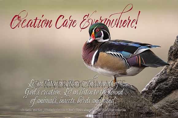 Creation Care - Wood Duck 16 by 24 300 dpi