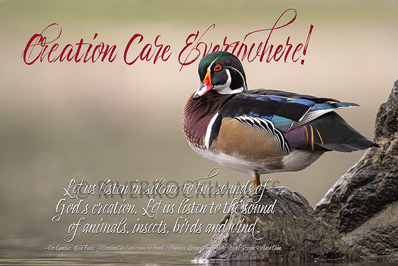 Creation Care - Wood Duck