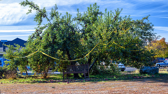 _CHE0724-DxO_DeepPRIME XD3-Edit