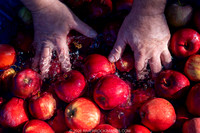 2026 Cider Pressing