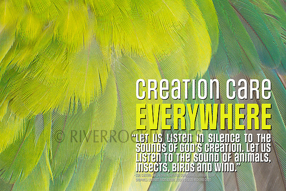 Creation Care - Feathers