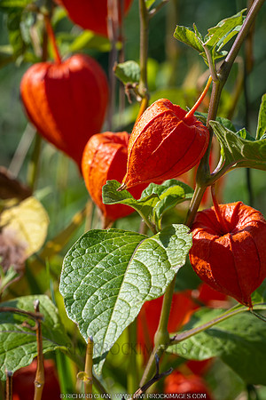 _CHD4942-NEF_DxO_DeepPRIME