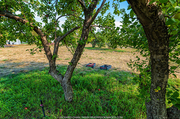 _CHC7132-Edit