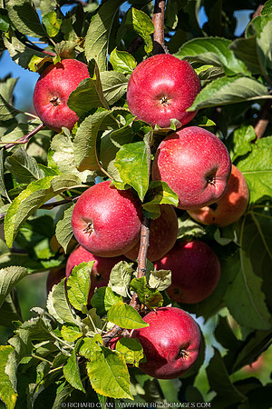 _CHD4924-2-NEF_DxO_DeepPRIME-Edit