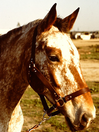 26 Cotati 1977 CA