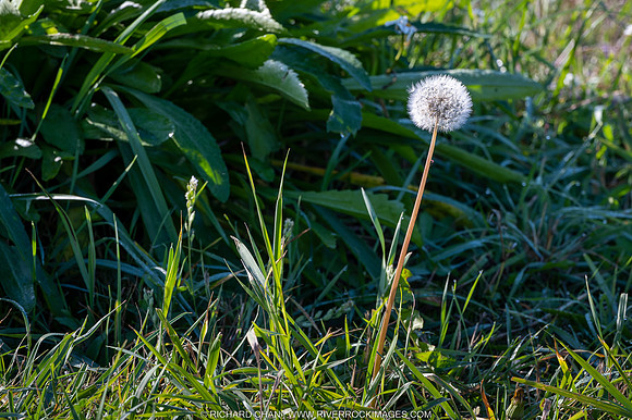 _CHD4948-NEF_DxO_DeepPRIME